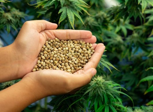 cannabis seed storage