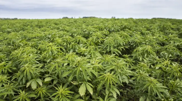 Hemp vs Marijuana Difference